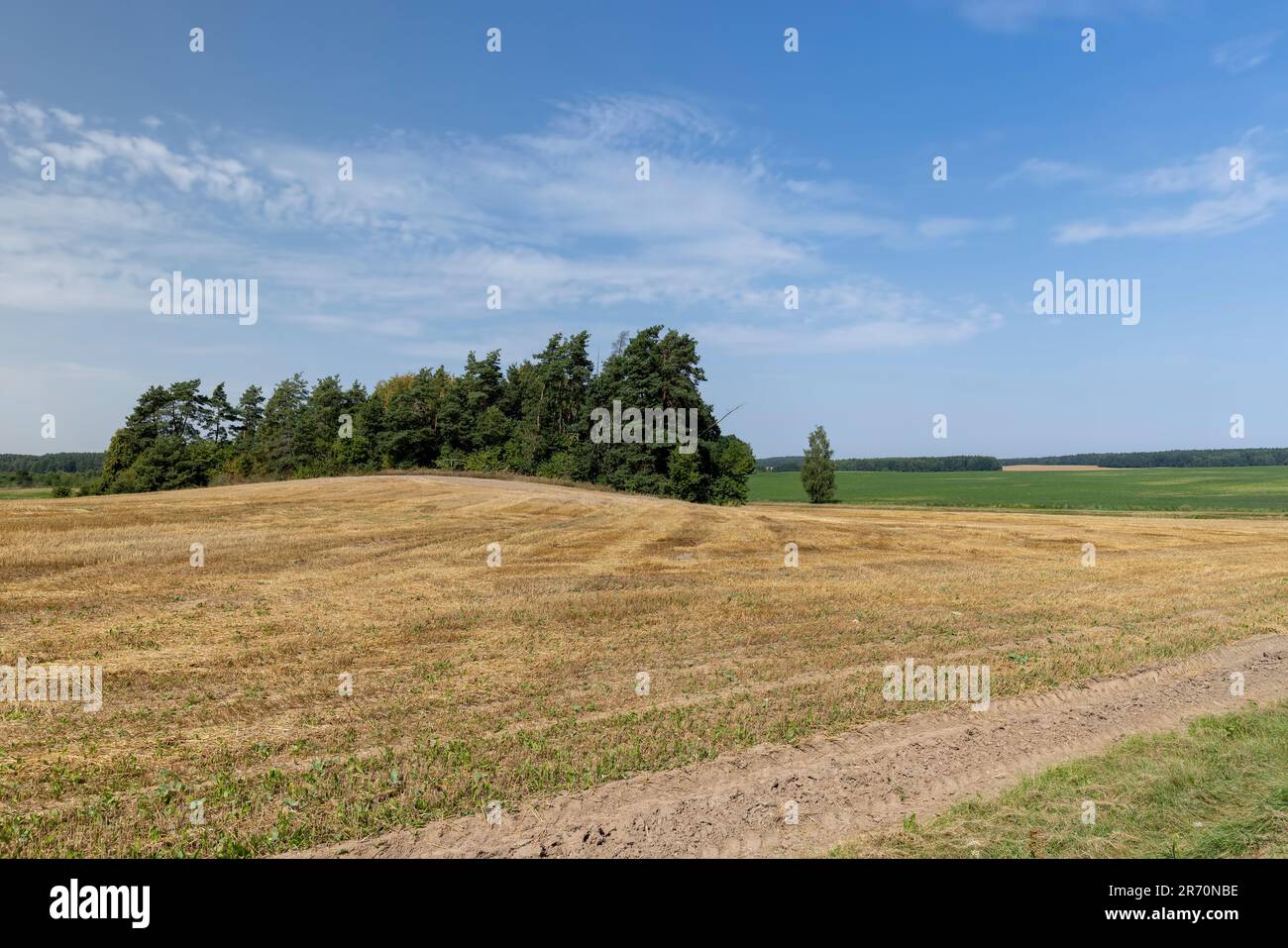 Un campo agricolo su cui rimane la paglia di grano dopo la raccolta del grano, un campo con cereali in estate Foto Stock