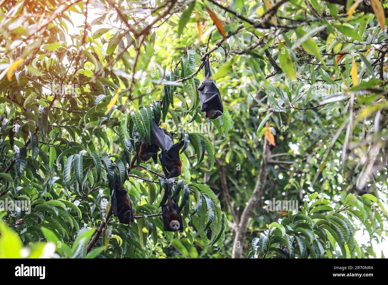 Pipistrelli di frutta appendono capovolti dai rami dell'albero, riposano prima di foraggio. Volpi volanti (Pteropus). Foto Stock