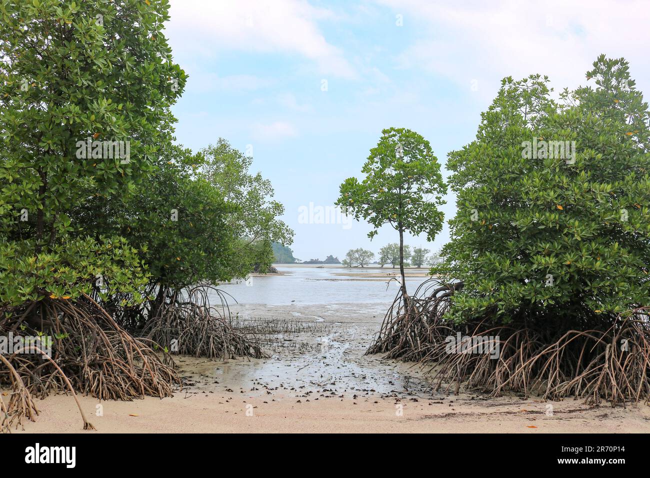 Mangrovie sulla costa del Mare delle Andamane, Thailandia. Foto Stock