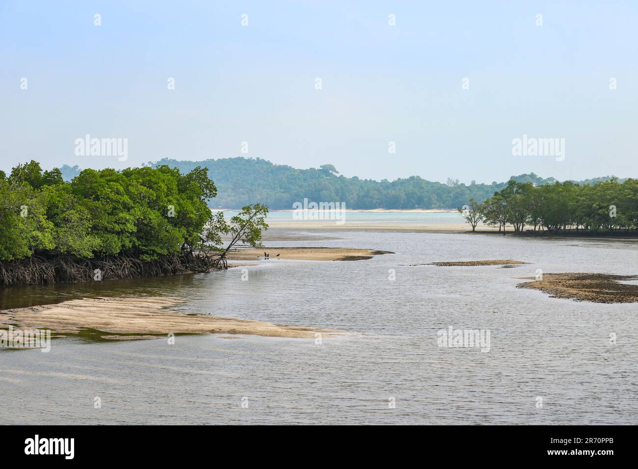 Alberi di mangrovie lungo le rive del fiume che scorre nel Mare delle Andamane, Thailandia. Paesaggio acquatico. Foto Stock