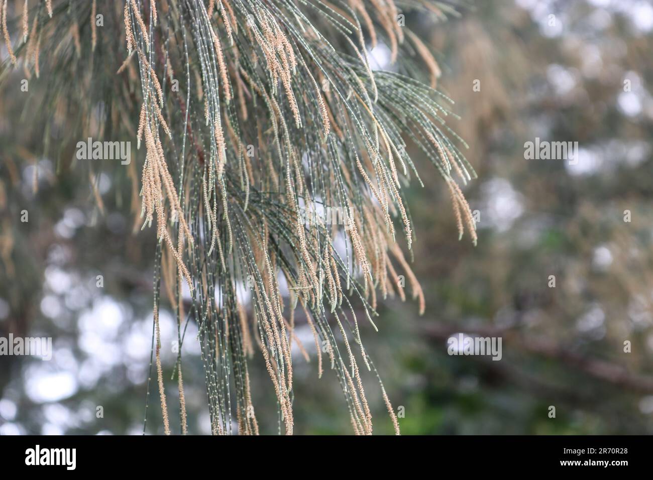 Primo piano immagine fuoco selettivo albero di casuarina fiorito (Casuarina equisetifolia). Foto Stock