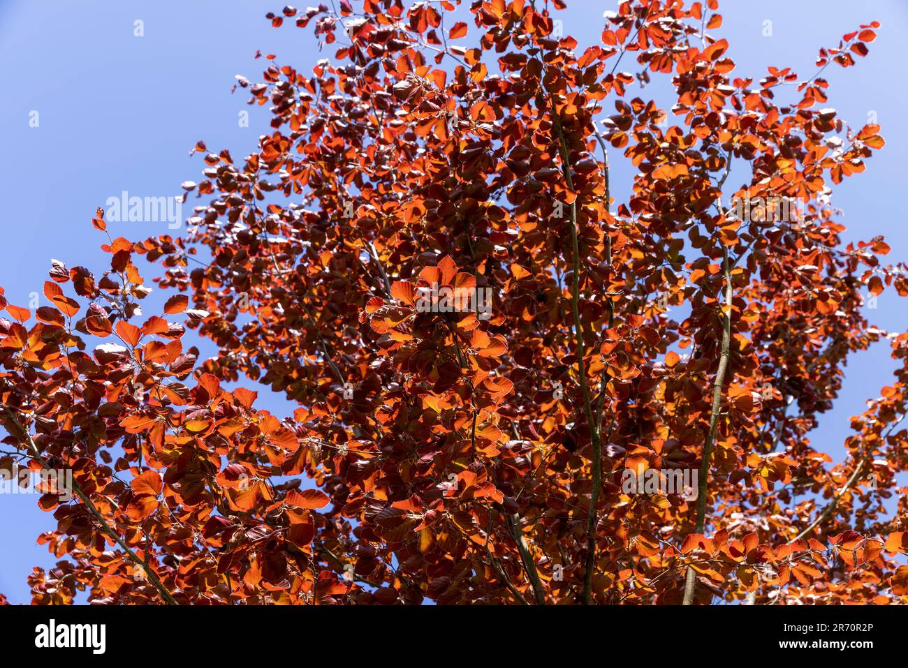 un faggio rosso nella stagione primaverile, un bel faggio rosso contro il cielo blu in primavera Foto Stock