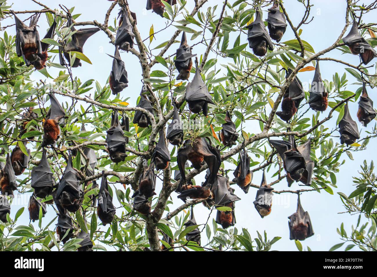 Pipistrelli di frutta appendono capovolti dai rami dell'albero. Volpi volanti (Pteropus). Foto Stock