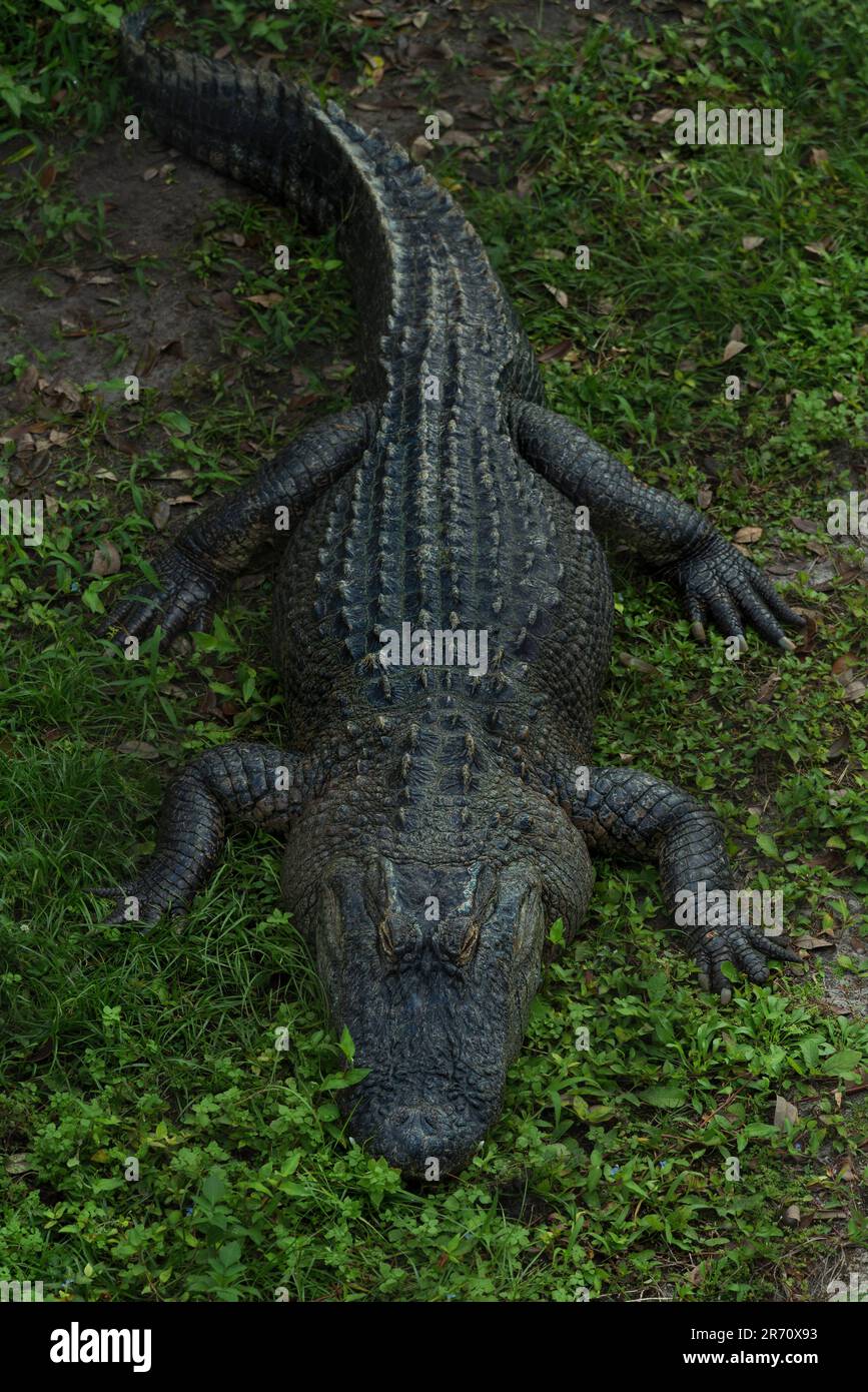 Un grande alligatore che si crogiola al sole su un paesaggio erboso, circondato da una vegetazione lussureggiante Foto Stock