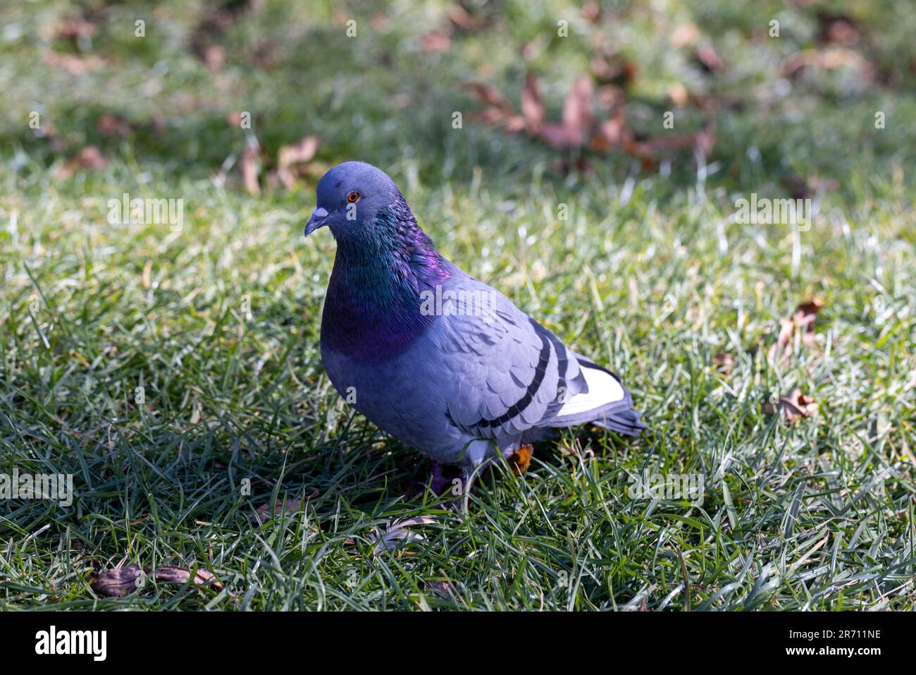 Piccioni in cerca di cibo nella stagione autunnale, piccioni urbani sull'erba in cerca di cibo Foto Stock