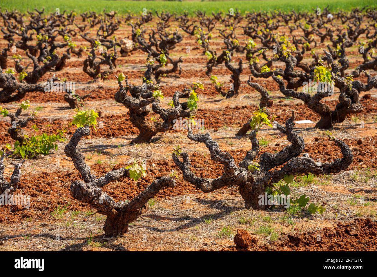 Vinjard da vino con vigne tortuose su terreno asciutto Foto Stock