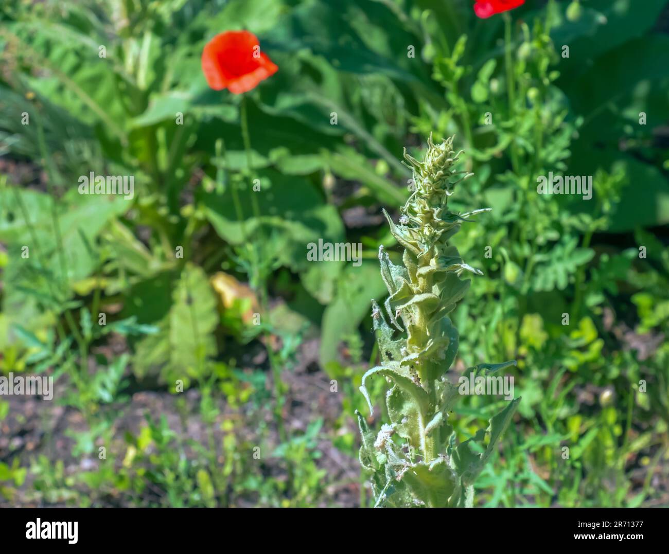 Verbascum thapsus, la grande mulleina o più grande mulleina. La pianta si prepara a fiorire. Foto Stock