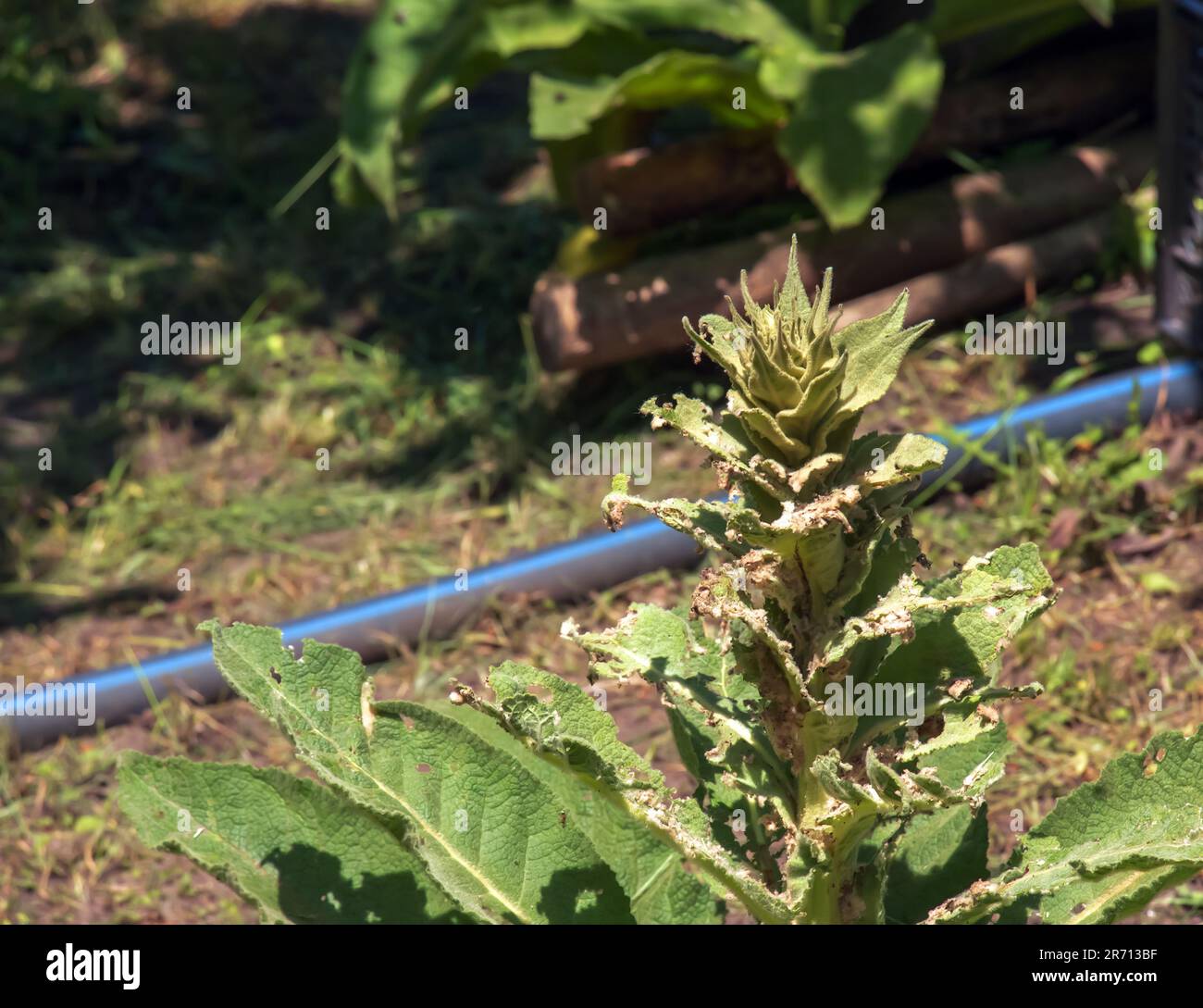 Verbascum thapsus, la grande mulleina o più grande mulleina. La pianta si prepara a fiorire. Foto Stock