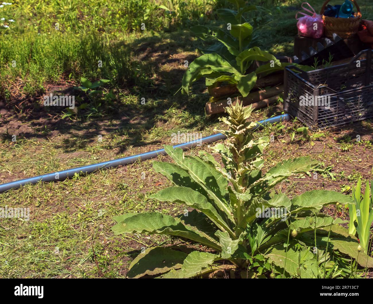 Verbascum thapsus, la grande mulleina o più grande mulleina. La pianta si prepara a fiorire. Foto Stock