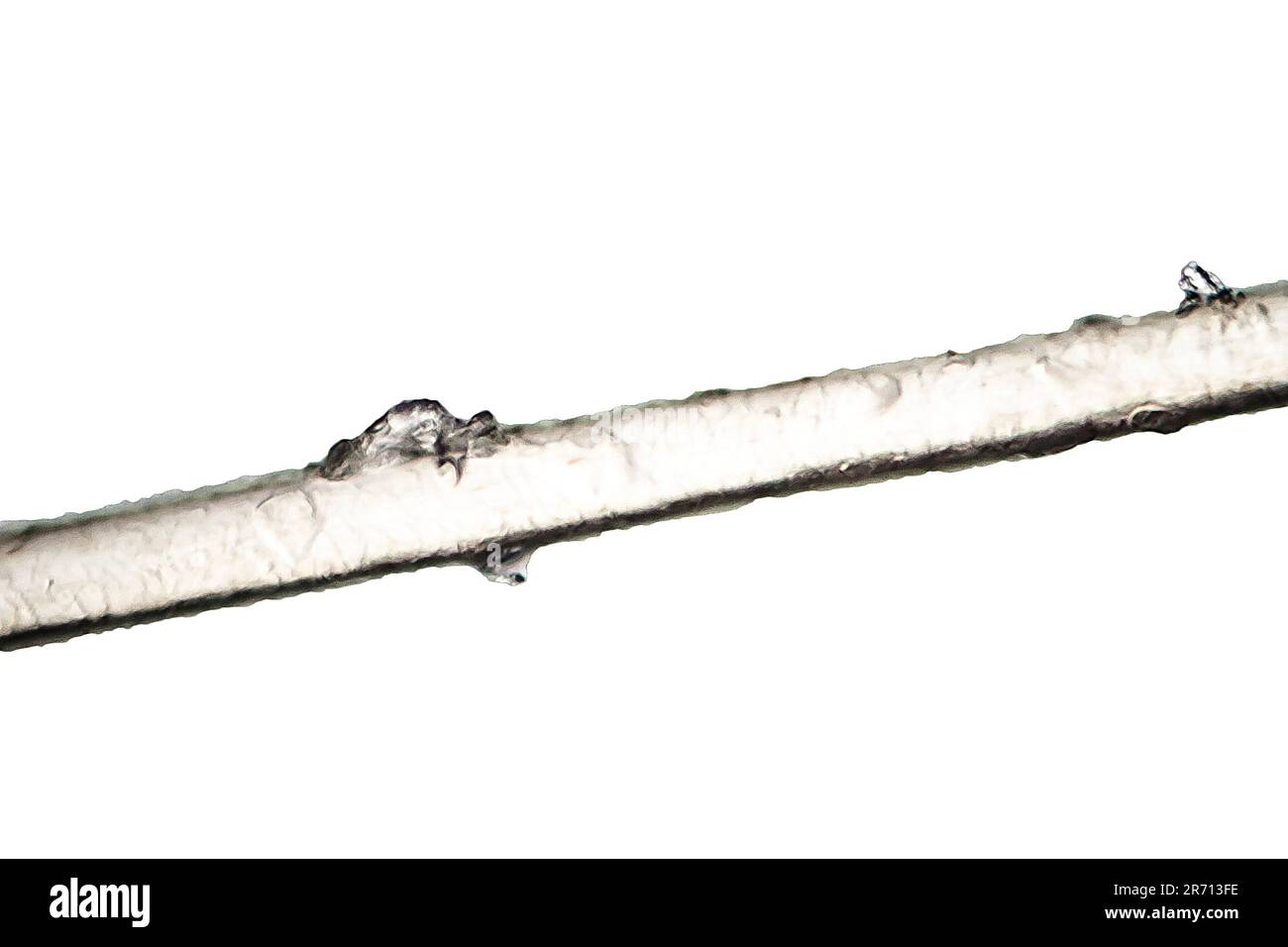 Forfora su capelli umani, micrografia leggera, foto al microscopio Foto Stock