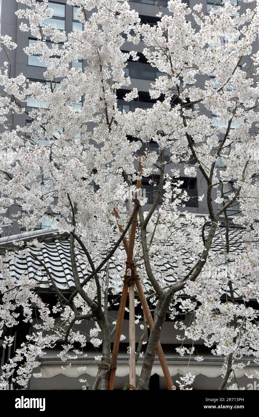 Giappone. Isola di Miyajima Foto Stock