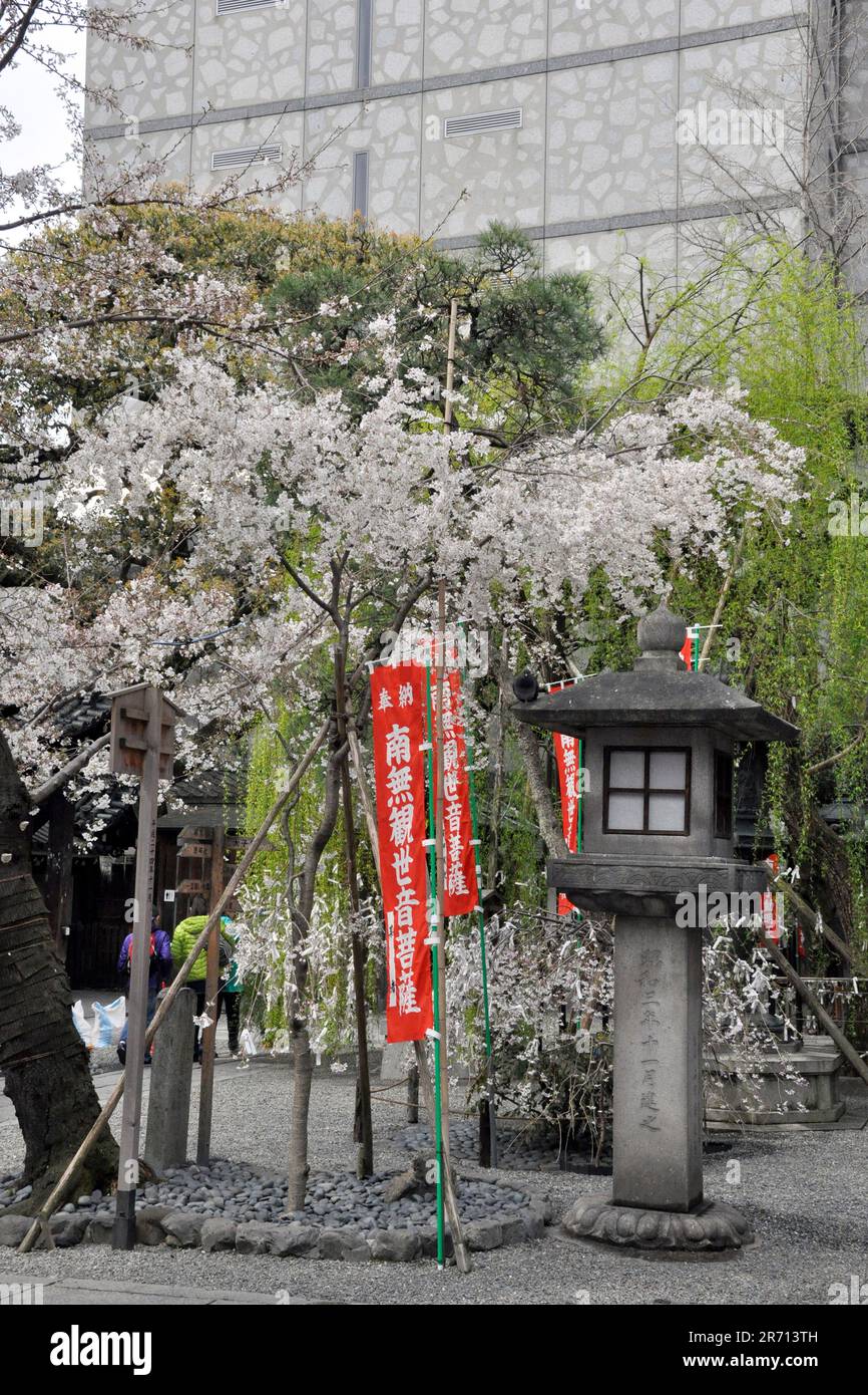 Giappone. Isola di Miyajima Foto Stock