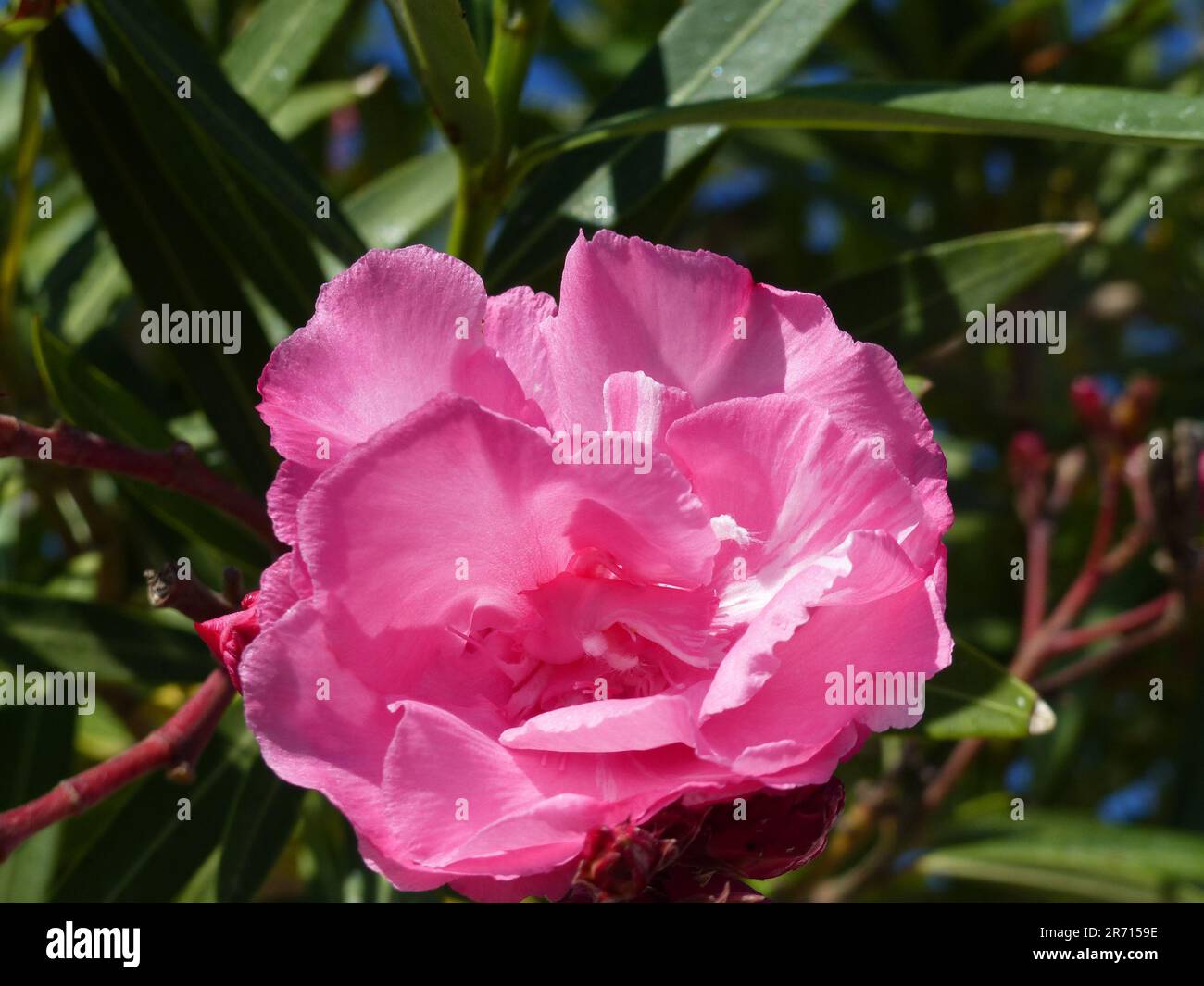 Un vivace fiore rosa fiorisce nel mezzo di una lussureggiante macchia verde, creando un bel contrasto di colori Foto Stock