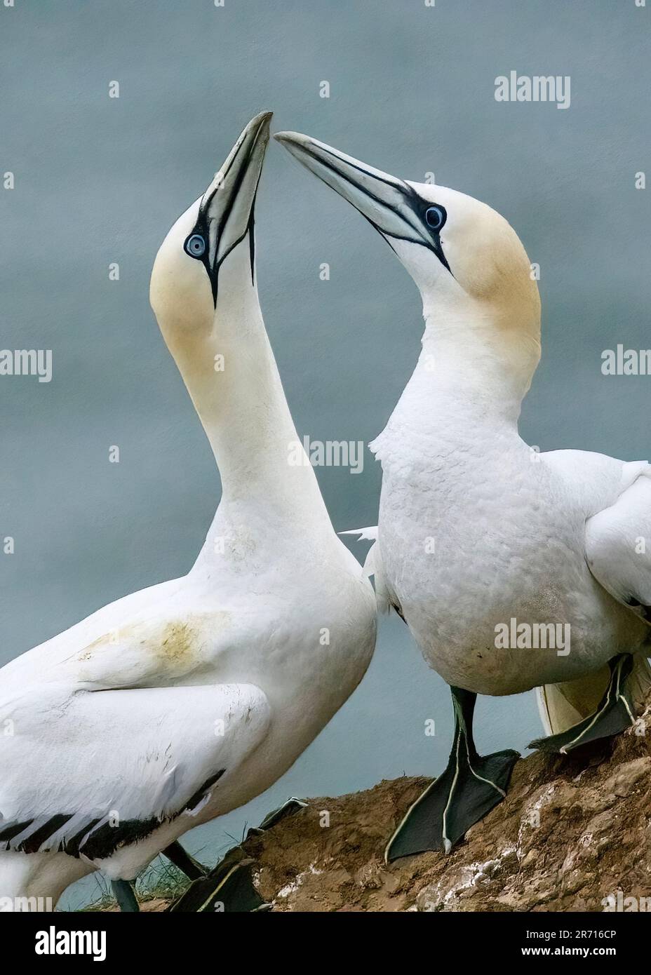 Le gannette (Morus bassanus) si ritrovano dopo un anno. RSPB Bempton Cliffs, East Riding, Yorkshire Foto Stock