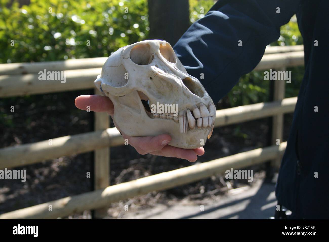 Cranio scimmia Foto Stock
