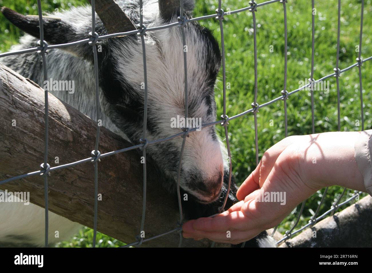 Splendidi animali da fattoria, abbiamo visitato questa fattoria di animali da compagnia che ha tutte le cose diverse, gufi, lama, tartaruga, capre, Oche, e molte altre, FAVOLOSE!! Foto Stock