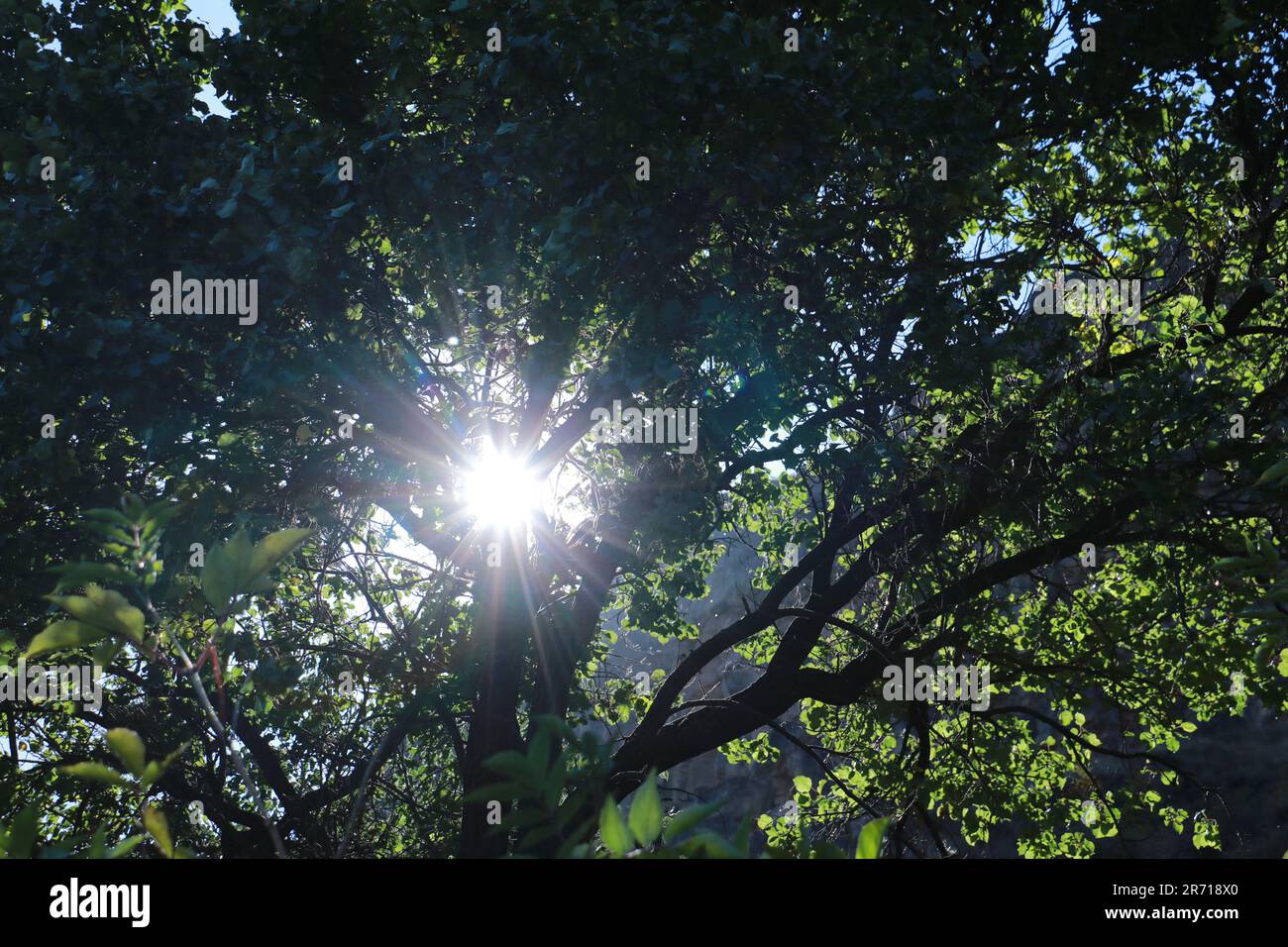 Un gruppo di studenti che camminano nella Foresta di montagna Foto Stock