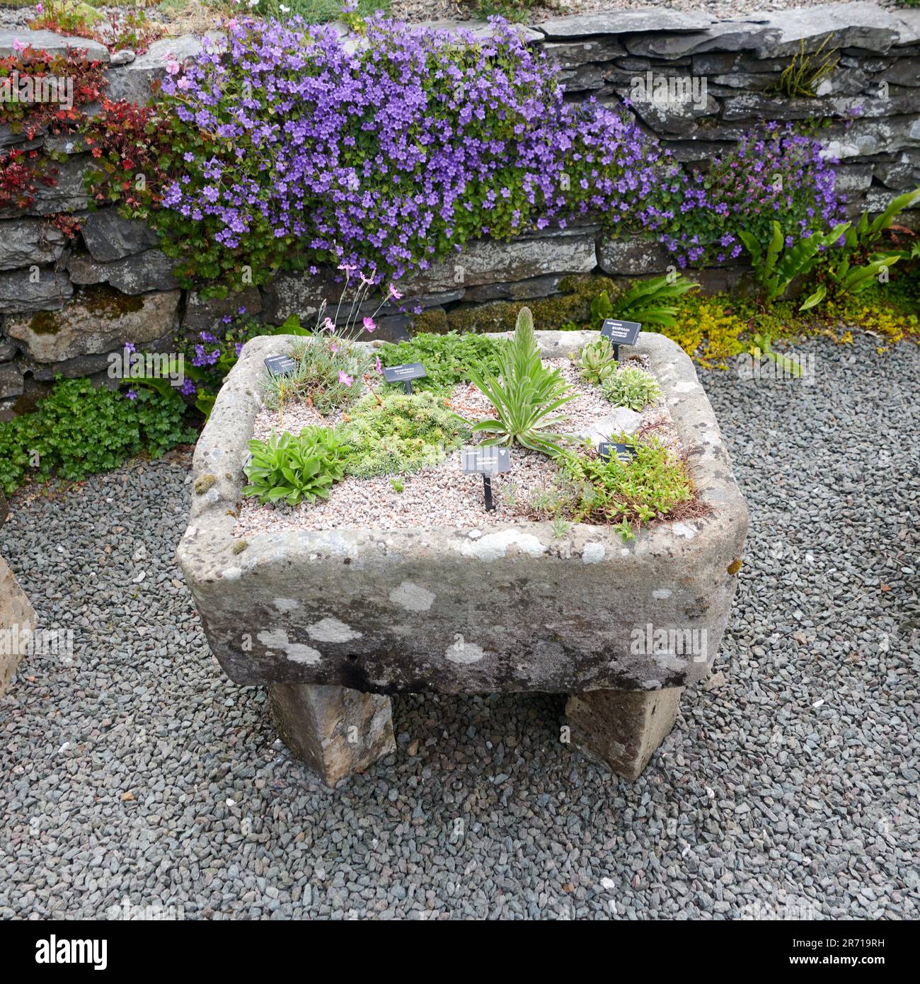 Trogoli di pietra piantati con piccola di coltivazione di piante alpine a Holehird Gardens, Windermere, Cumbria, Regno Unito, GB. Foto Stock