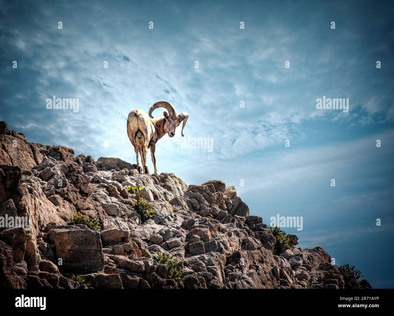 Desert Mountain Sheep presso il Living Desert Zoo, Palm Desert, California. Foto Stock