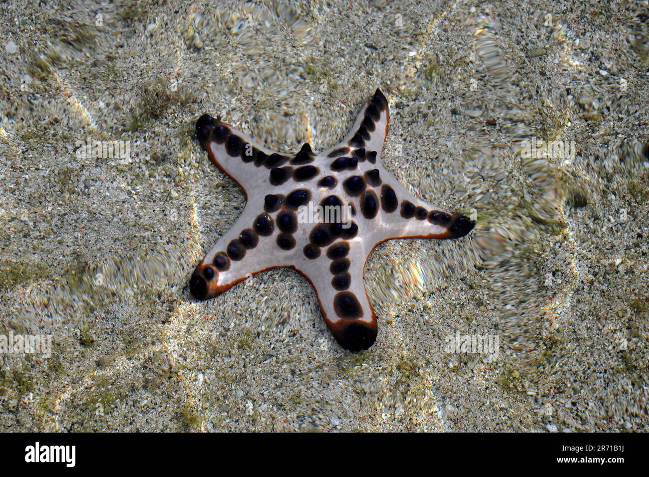 Indonesia. Parco Nazionale di Komodo. Isola di Sebayur. stelle marine Foto Stock