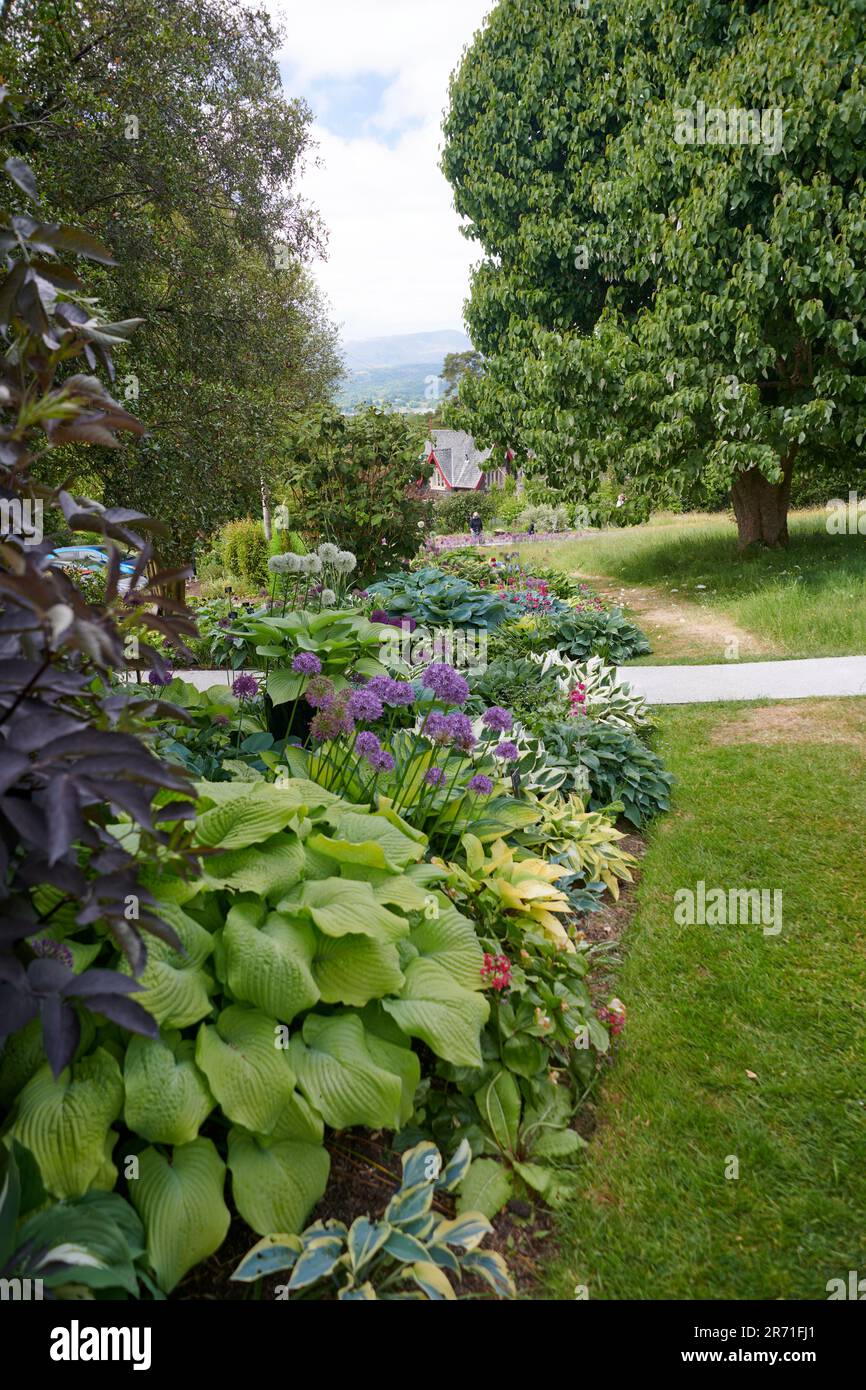 Esposizione di classe mondiale di Hostas che cresce nei confini dei giardini Holehird, Windermere, il Lake District National Park, Regno Unito. Foto Stock