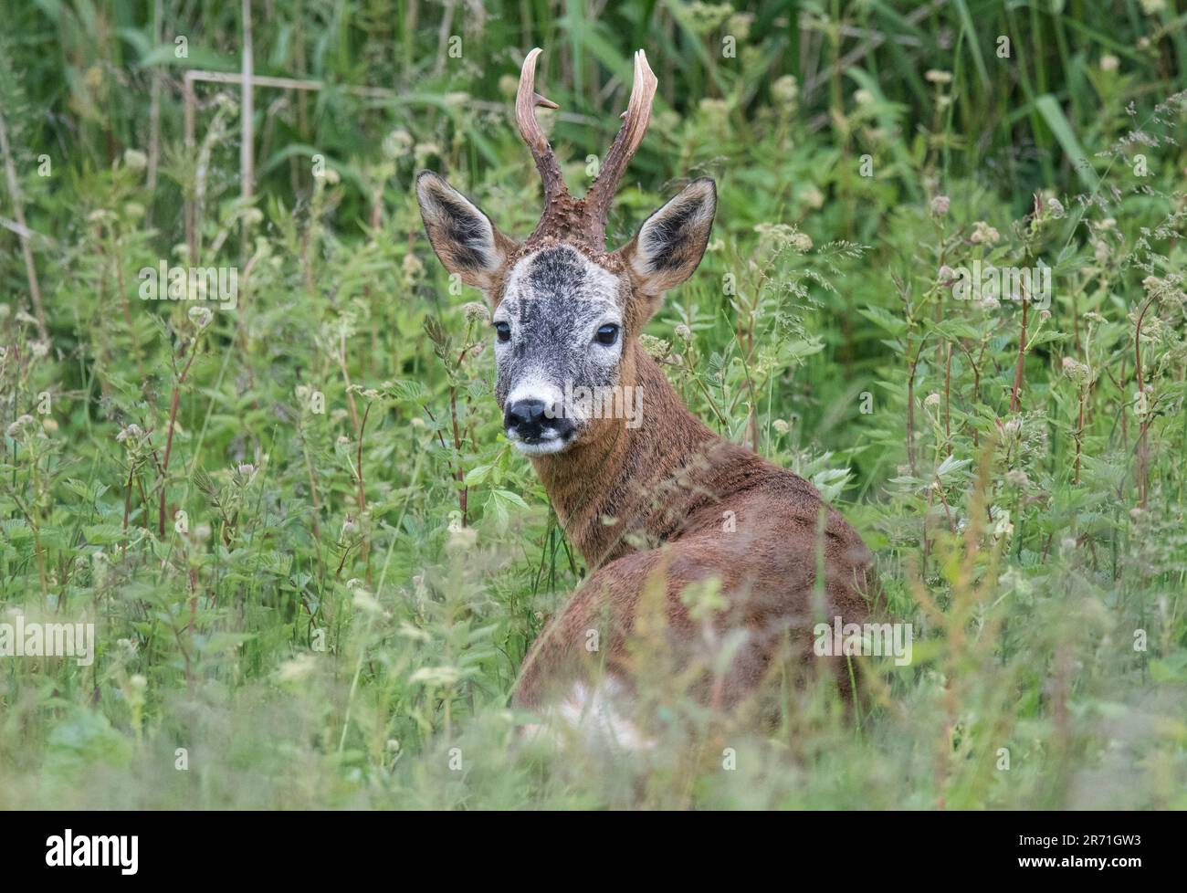 Cervo rosso, Cervus elaphus, in erba lunga, Scozia Foto Stock