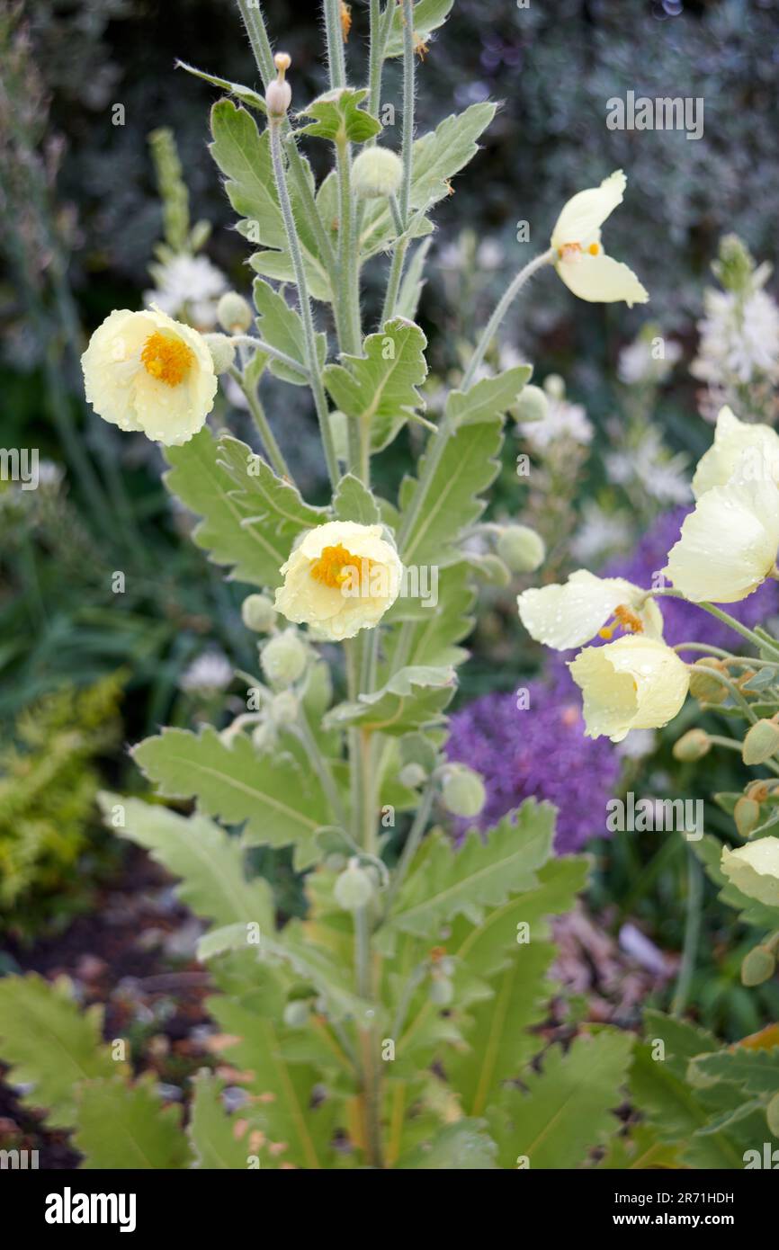 Papavero himalayano dorato (Meconopsis paniculata) Foto Stock