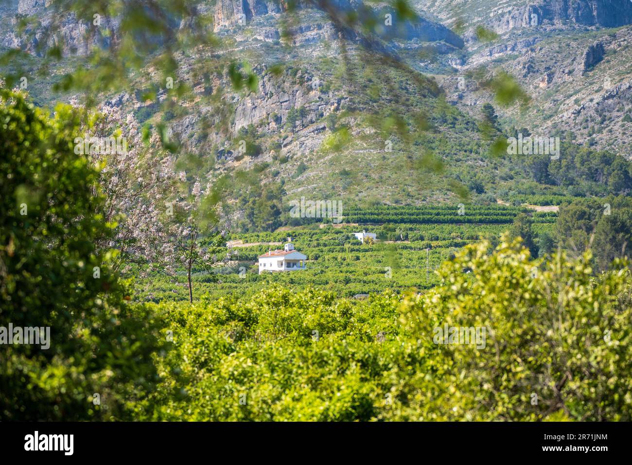 Montagne con terreni coltivati a «vigneti» in Spagna Foto Stock