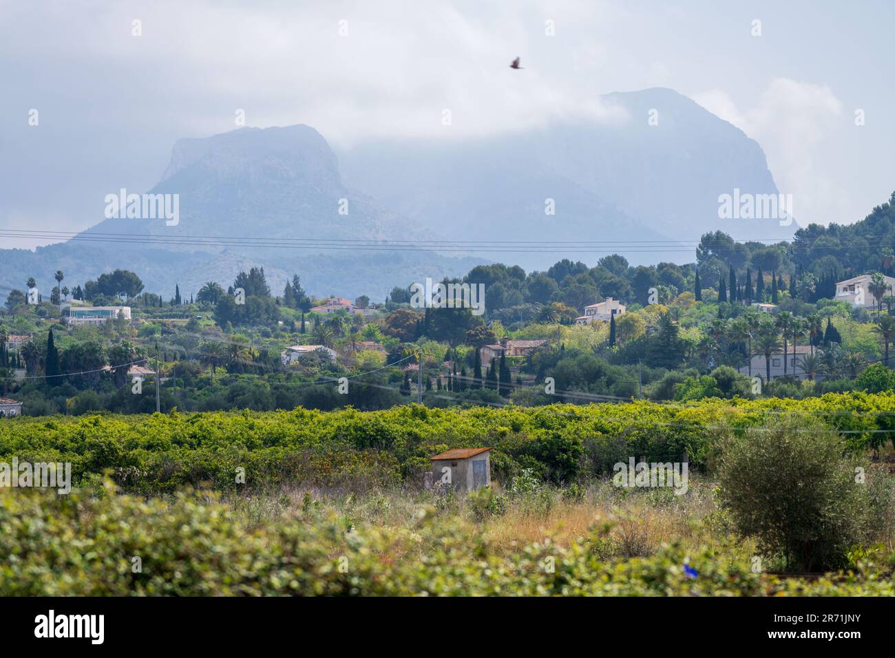 Montagne con terreni coltivati a «vigneti» in Spagna Foto Stock