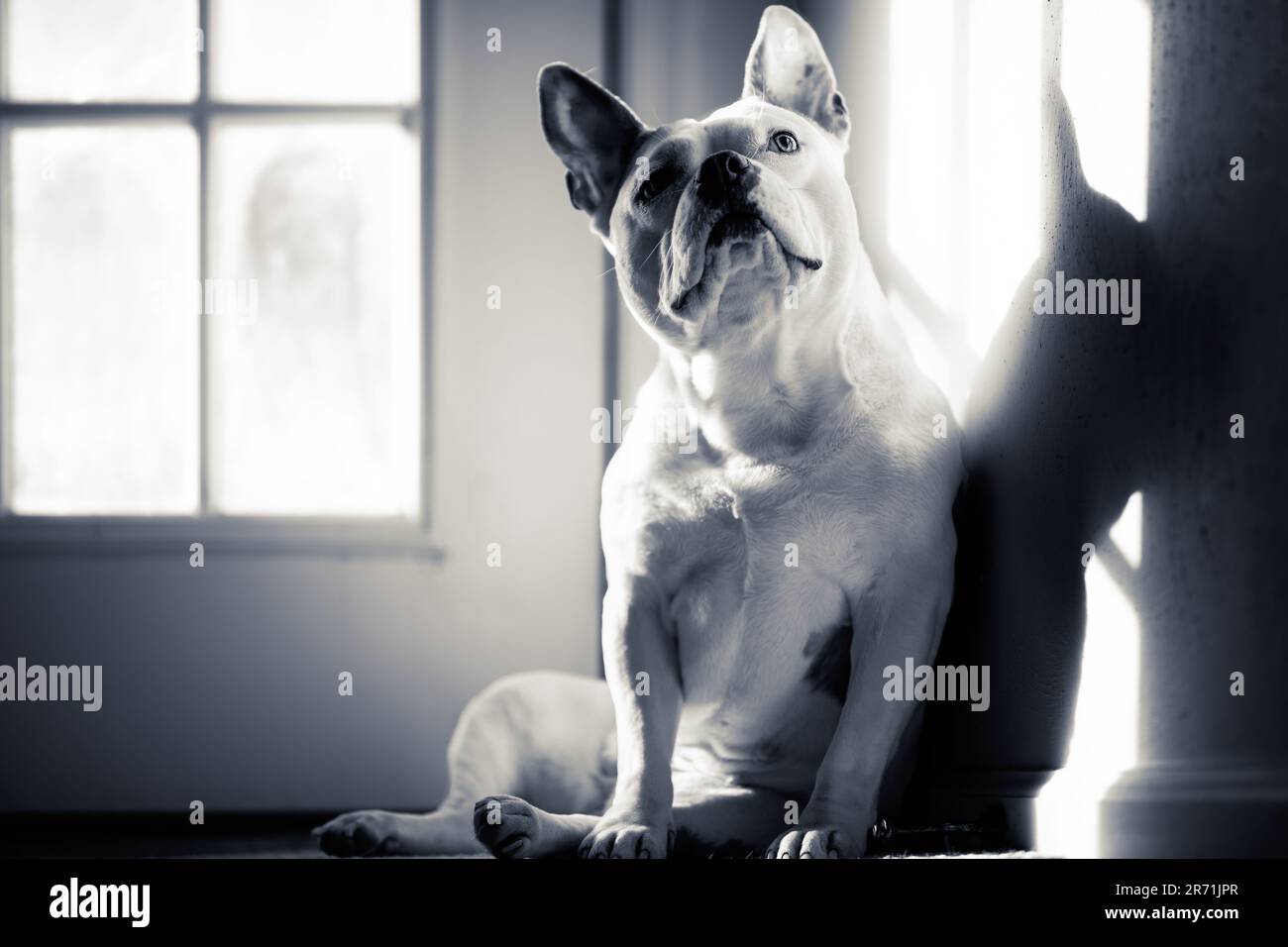 Francese Bulldog inglese Staffordshire terrier mix posa per un ritratto Foto Stock