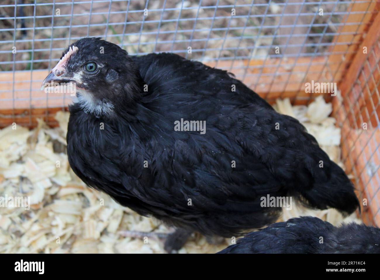 Un pullet dei Marans del rame nero di cinque settimane Foto Stock