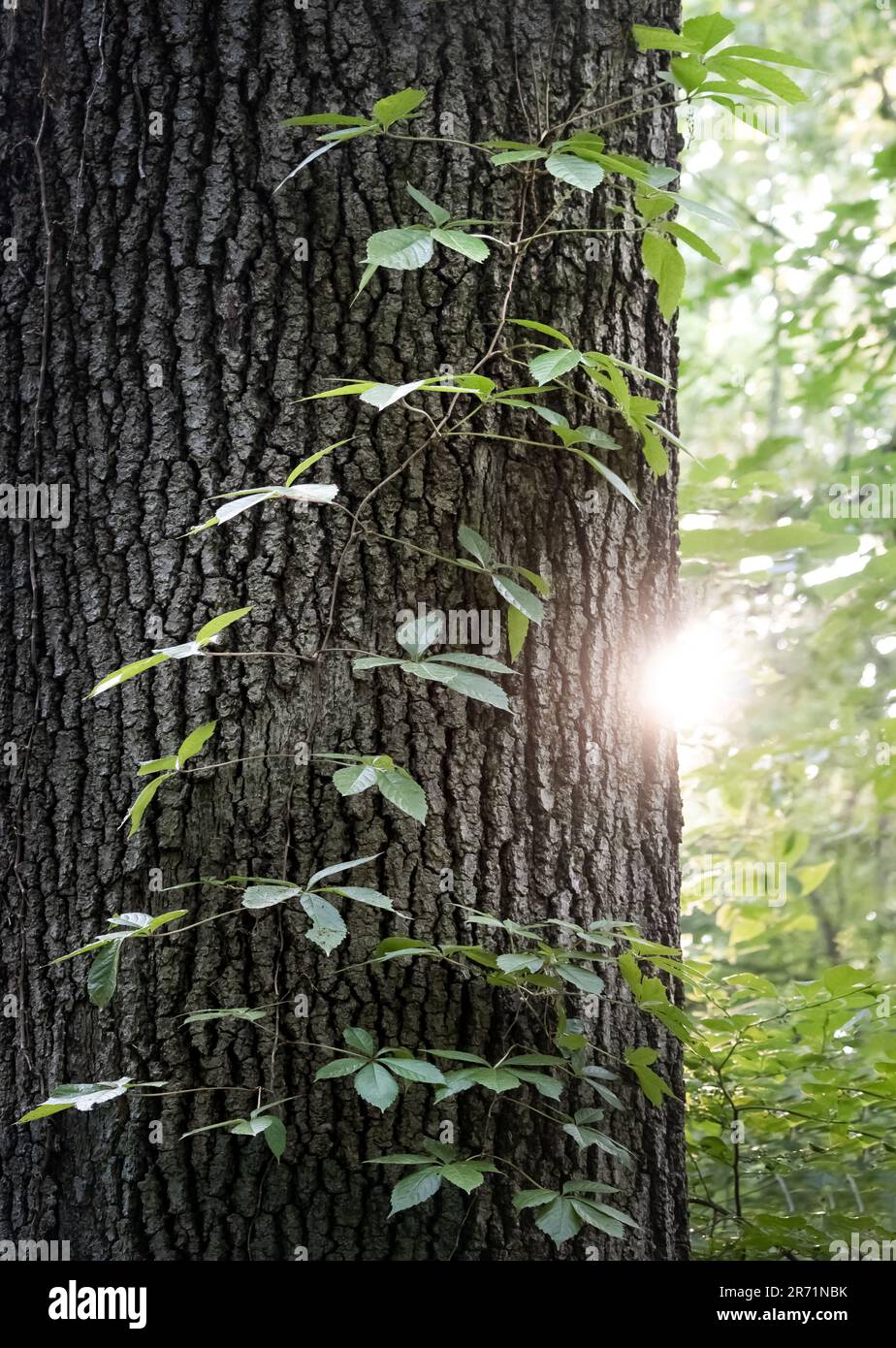 Un alto albero di corteccia solcato con un vitigno verde dainty che lentamente striscia verso l'alto e una svasatura di sole che sbircia dal lato dell'albero in primavera o estate Foto Stock