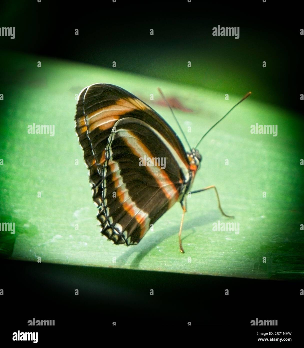 Banded Orange Heliconian, Butterfly Calgary Zoo Alberta Foto Stock