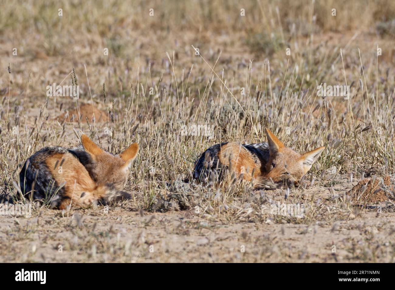 Sciacalli neri (Lupulella mesomelas) che dormono nell'erba secca, Kalahari, Kgalagadi Transfrontier Park, Capo Settentrionale, Sudafrica, Africa Foto Stock