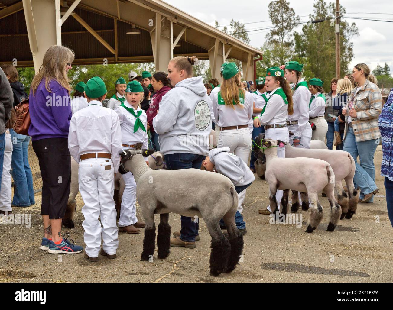 4-H concorrenti con Market Sheep in attesa di competere, membri della famiglia di sostegno, Ovis aries, Tehama County Fair, Red Bluff, California. Foto Stock