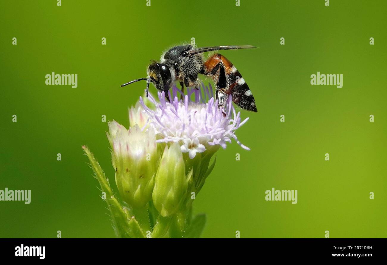 Un'ape in cima a un fiore in fiore, circondata da un lussureggiante fogliame verde Foto Stock