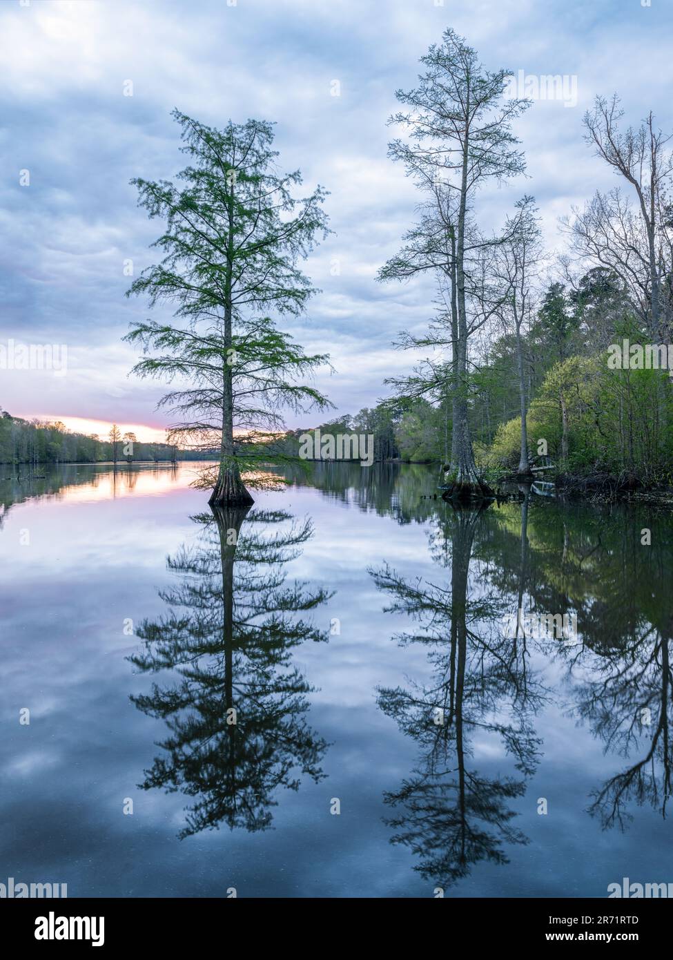 Mangrovie di cipresso la riserva naturale del lago Stumpy Foto Stock