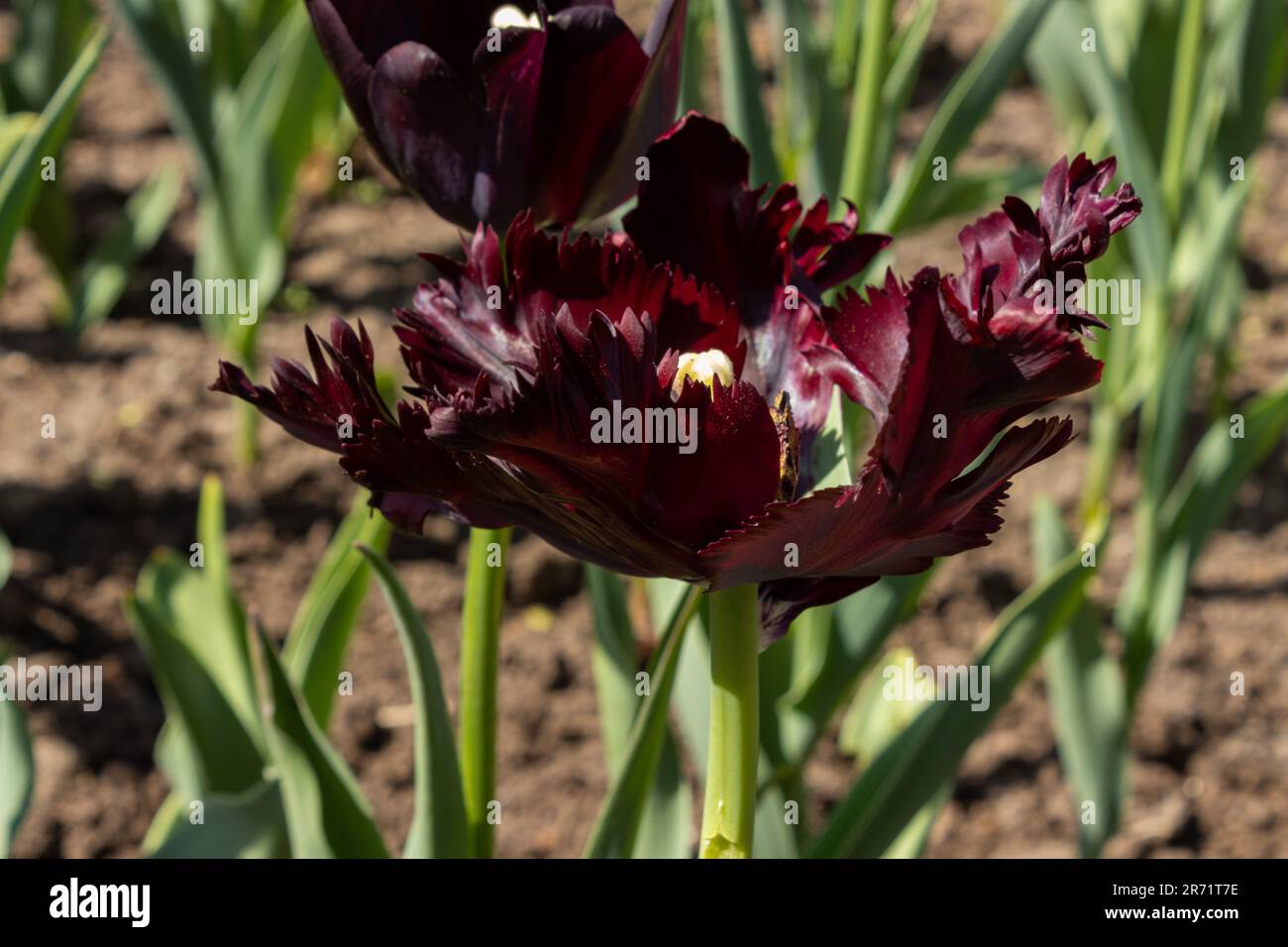 Tulipano bordato frastagliato in marrone scuro in un letto di tulipano Foto Stock