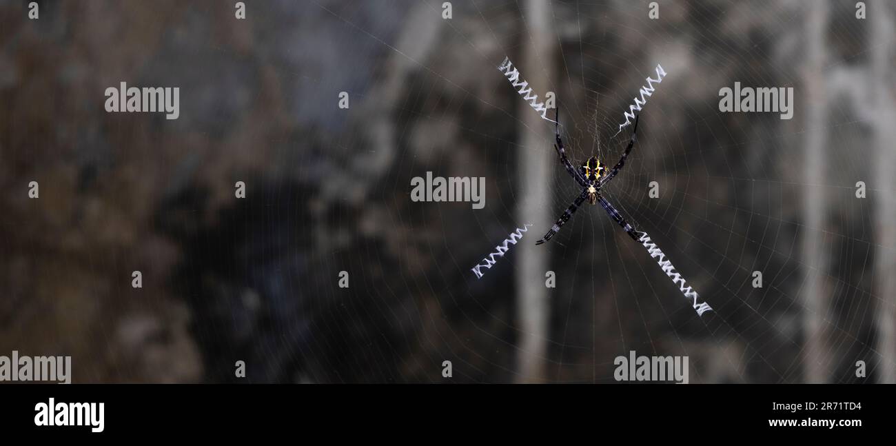 Ragno sul web con sfondo sfocato Foto Stock