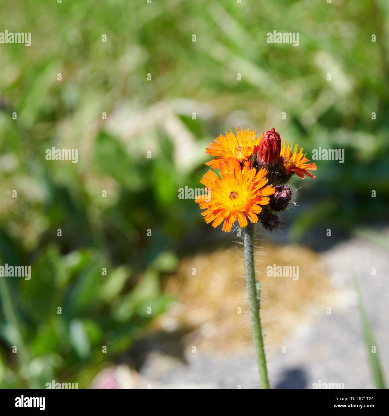 Fox-and-cubs Hawkweeds (Pilosella aurantiaca) anche noto come pennello Devils, Foto Stock