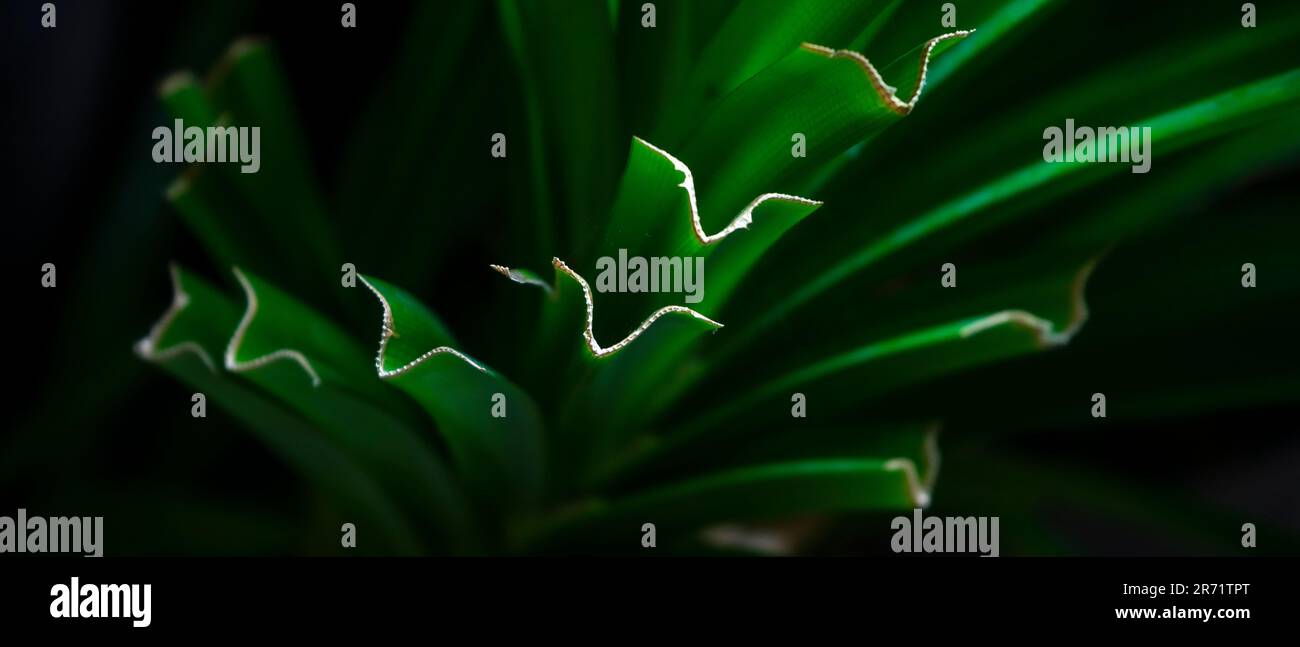 Immagine astratta delle foglie di Pandanaceae, piante di erbe indonesiane chiamate 'Pandan Wangi' Foto Stock