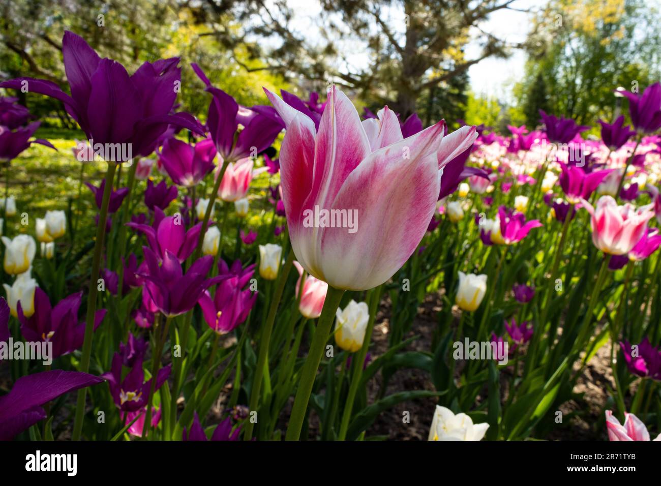 I tulipani misti rosa e viola ballano al vento Foto Stock