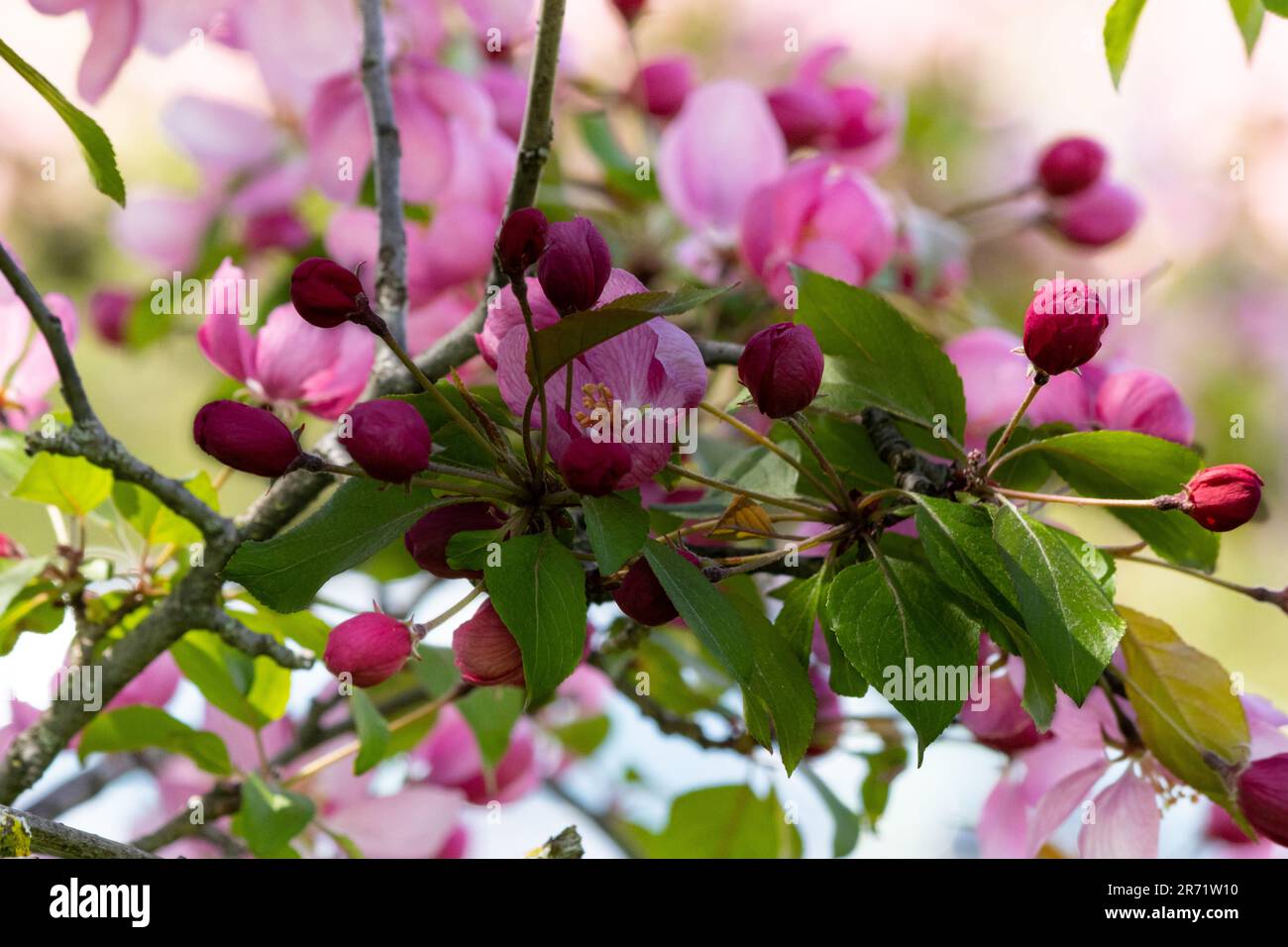 Fiori di mela granata rosa appena cominciando ad aprire Foto Stock