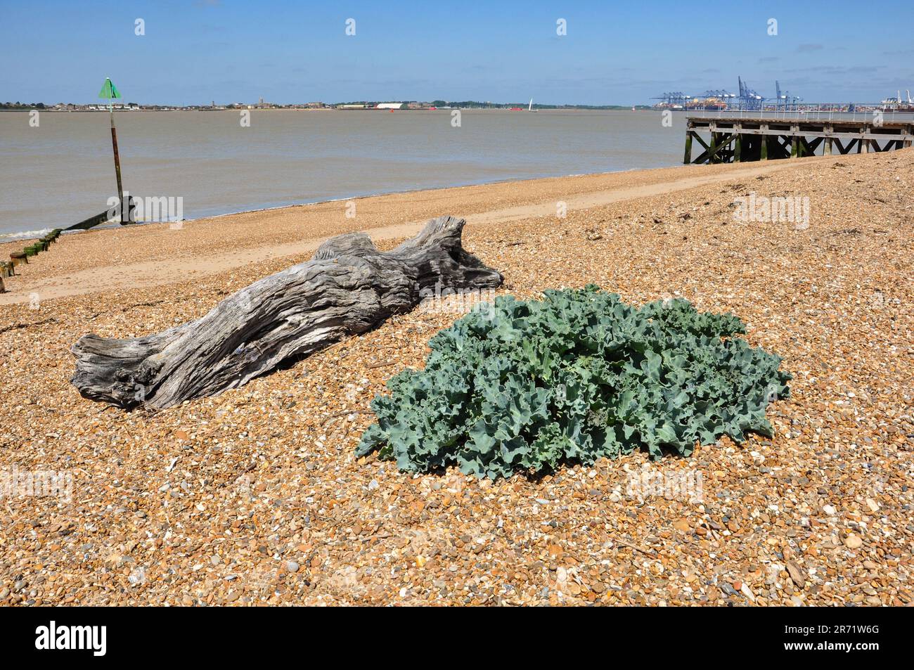 Sea kale (Crambe maritima) e vecchio log di legno su spiaggia di ghiaia, Felixstowe, Suffolk, Inghilterra, UK Foto Stock