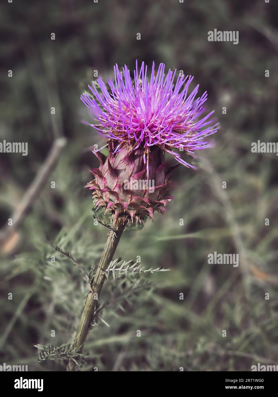Un cardo selvatico che cresce in una foresta del Portogallo con sfondo sfocato. Cynara humilis è una specie di pianta da fiore nel carciofo e nel cardoon Foto Stock