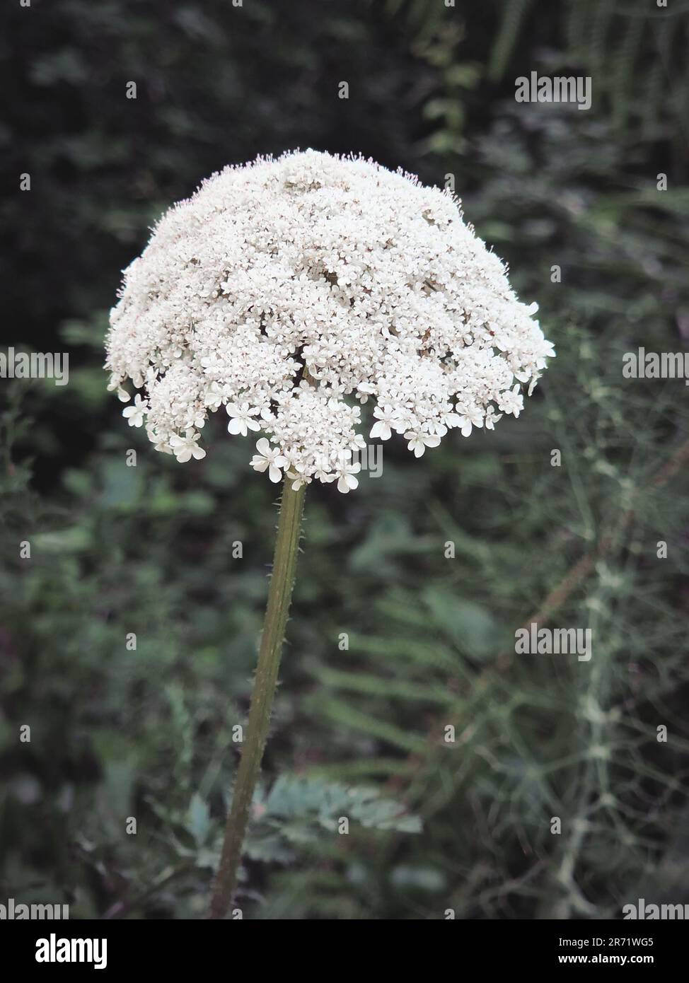 Una pianta di carota selvatica che cresce in una foresta del Portogallo con sfondo sfocato. Primo piano. Daucus carota è una pianta in fiore della famiglia Apiacea Foto Stock