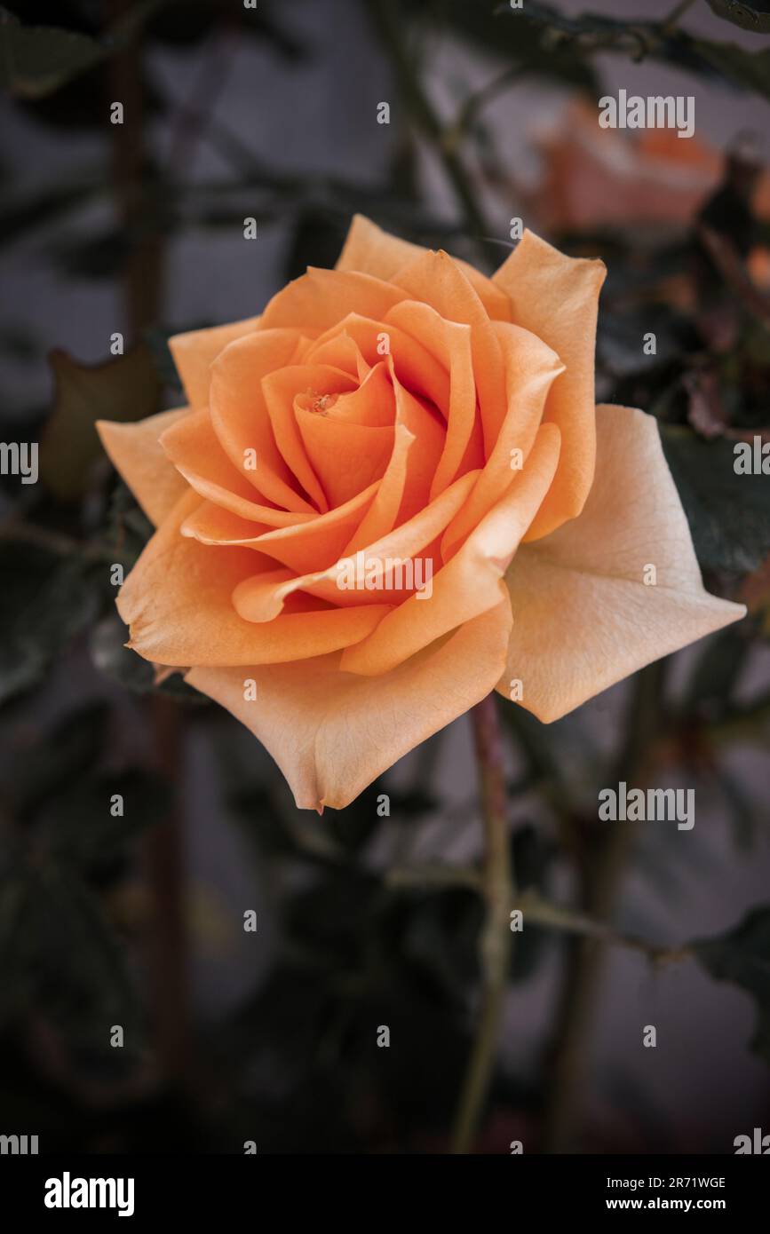 Primo piano di una singola rosa arancione in piena fioritura isolata su uno sfondo scuro e moscio. Fiore con profondità di campo bassa con messa a fuoco morbida Foto Stock