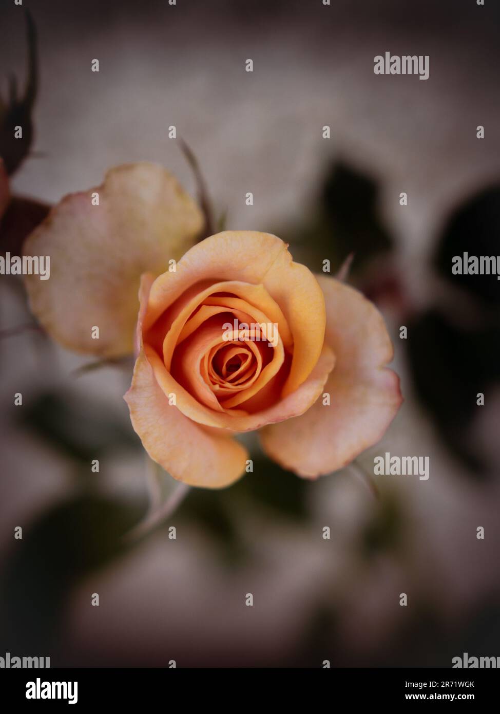 Una piccola rosa arancione sbiadente su uno sfondo sfocato visto dall'alto. Fotografia macro floreale con messa a fuoco selettiva nei toni del seppia Foto Stock