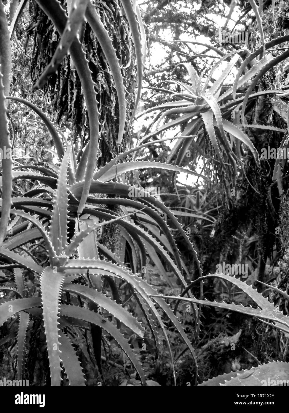 Un boschetto di aloe che cresce selvaggio nella scarpata di Mpumalanga, Sud Africa, in bianco e nero. Foto Stock