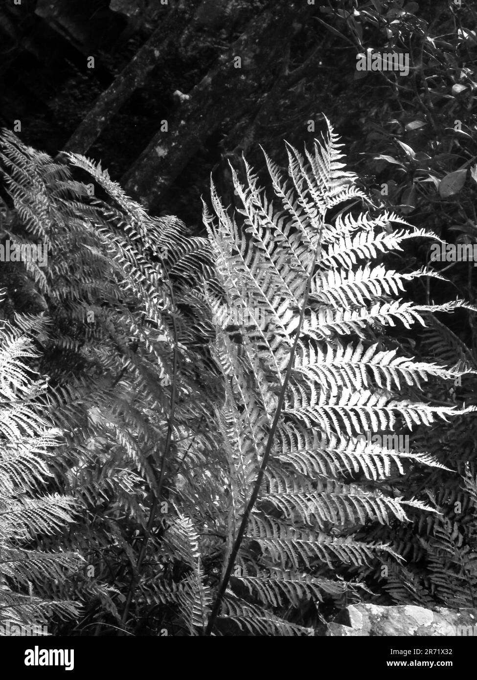 Vista dettagliata di una foglia retroilluminata di una felce di alberi di foresta, Alsofila capensis, in bianco e nero Foto Stock